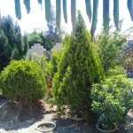 1300متر باغ قدیمی بازسازی شده کبوتر آباد